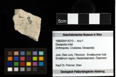Foto (Objekt + Etiketten) von Decapoda indet. 